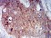 BCL2L10 Primary Antibody MP31213 [M8A2F9]