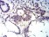 BCL11B Primary Antibody MP31219 [M1F8G8]