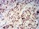 CIRBP Primary Antibody MP31223 [M6E12D5]