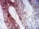 ALDH1A1 Primary Antibody MP31230 [M2B2G1]