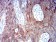 ALDH1A1 Primary Antibody MP31231 [M2G1G4]