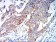 ALDH1A1 Primary Antibody MP31231 [M2G1G4]