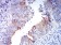 GRIA2 Primary Antibody MP31234 [M7A7A3]