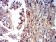 IGHM Primary Antibody MP31235 [M8B9D3]