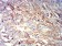 IGHM Primary Antibody MP31236 [M9A8A4]