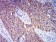 BAX Primary Antibody MP31249 [M4H9B11]