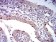 BAX Primary Antibody MP31249 [M4H9B11]