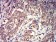 GRM3 Primary Antibody MP31255 [M6H10C3]