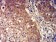 GRM3 Primary Antibody MP31255 [M6H10C3]