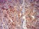CHRNA7 Primary Antibody MP31258 [M7F10G1]