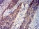 GRIK4 Primary Antibody MP31265 [M8H5G5]