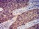 GRIK4 Primary Antibody MP31266 [M8H5H9]