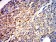 ATPIF1 Primary Antibody MP31272 [M1F3B8]