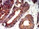BAK1 Primary Antibody MP31274 [M2H9H7]