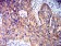 PRKAB2 Primary Antibody MP31276 [M8F5B2]