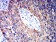 CTNNB1 Primary Antibody MP31277 [M7C5A2]