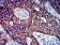 CTNNB1 Primary Antibody MP31278 [M7C5D2]