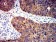 BCL2L2 Primary Antibody MP31283 [M4G12E6]