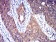 HTR3A Primary Antibody MP31293  [M3B11C10]