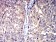 HTR3A Primary Antibody MP31293  [M3B11C10]