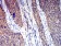 HTR3A Primary Antibody MP31294 [M4D5E7]