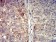 TNFSF11 Primary Antibody MP31304 [M8A7B9]