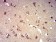 P2RY8 Primary Antibody MP31307 [M1G5A11]