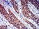 CD100 Primary Antibody MP31316  [M5H6E3]