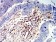 CD100 Primary Antibody MP31317 [M5C5B10]