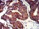 P2RY1 Primary Antibody MP31320 [M4G5D6]