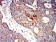P2RY1 Primary Antibody MP31321  [M4G5B7]