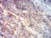 CD147 Primary Antibody MP31324 [M7H4D4]