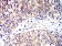 CD195 Primary Antibody  MP31326 [M6G11D1]