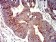P2RY4 Primary Antibody  MP31328 [M3B4C11]