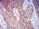 P2RY4 Primary Antibody MP31329 [M3B4H6]