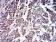 P2RY4 Primary Antibody MP31329 [M3B4H6]