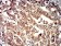 ELANE Primary Antibody MP31331  [M6B6B10]