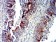 P2RY14 Primary Antibody MP31334  [M8A11B11]
