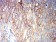 CD166 Primary Antibody MP31343 [M2F1B12]