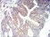 CD166 Primary Antibody MP31343 [M2F1B12]