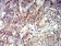 CD166 Primary Antibody MP31344 [M3D9F1]