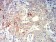 CD104 Primary Antibody MP31347 [M5G3G5]