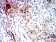 CD183 Primary Antibody MP31358 [M5C10E6]