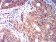 CD158E1 Primary Antibody MP31360 [M2C3B6]