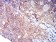 CD134 Primary Antibody MP31363 [M3G5G7]