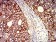 B7H3 Primary Antibody MP31371 [M8C1C2]