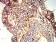 B7H3 Primary Antibody MP31371 [M8C1C2]