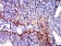 CD107b Primary Antibody MP31378 [M8E2F2]