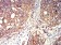 ACTR3 Primary Antibody MP31385 [M3G2C9]