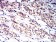 CD114 Primary Antibody MP31389 [M8F8B12]